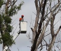 AP Tree Care and Service image 1